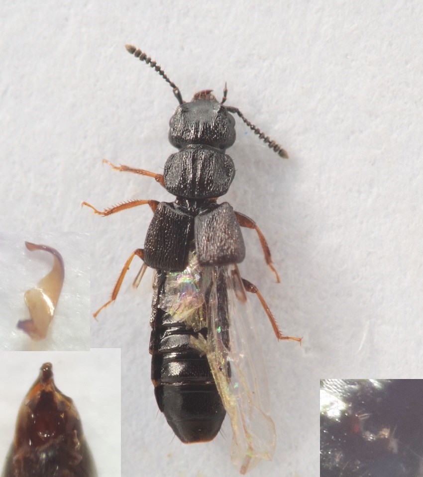 Anotylus mutator (Anotylus mutator)