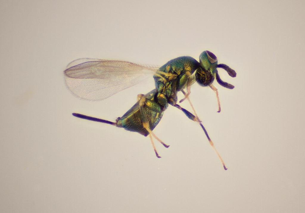 Idiomacromerus papaveris (Idiomacromerus papaveris)