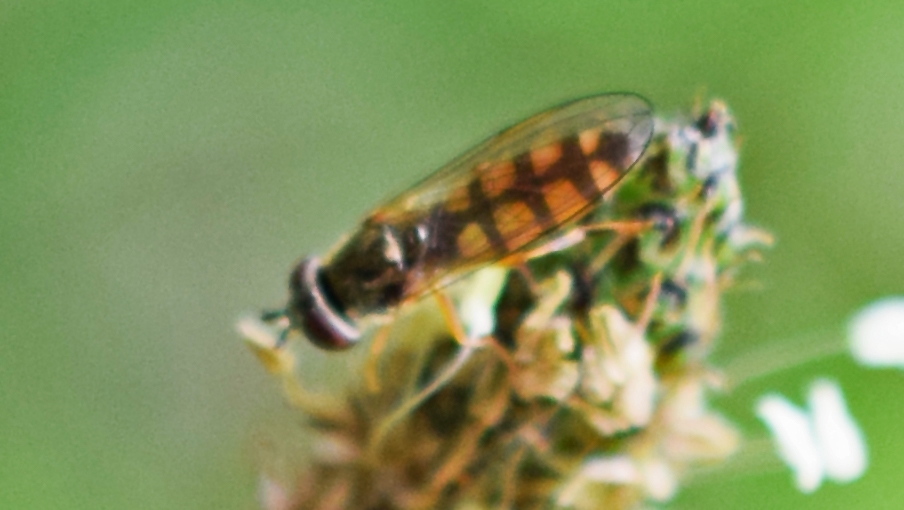 Kyst-Bredfodsflue (Platycheirus immarginatus)