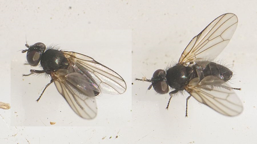 Earomyia lonchaeoides (Earomyia lonchaeoides)