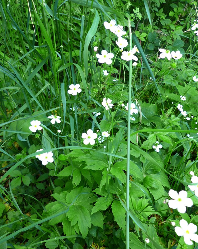 Lønbladet Ranunkel (Ranunculus platanifolius)
