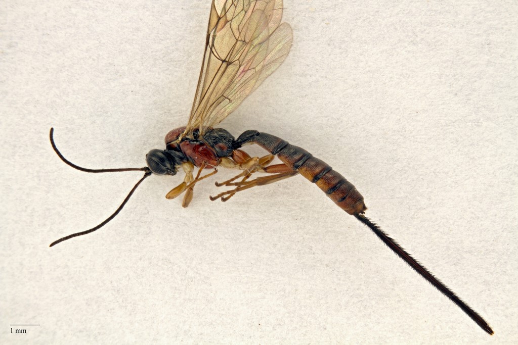 Elegant kaffehveps (Scambus elegans)