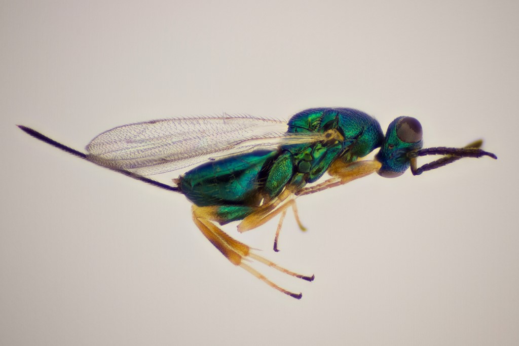 Torymus tanaceticola (Torymus tanaceticola)