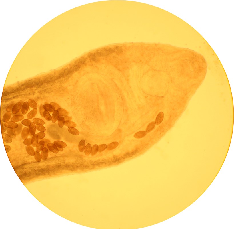 Podocotyle atomon (Podocotyle atomon)