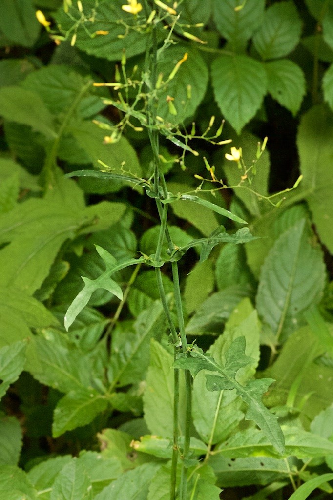 Skovsalat (Mycelis muralis)