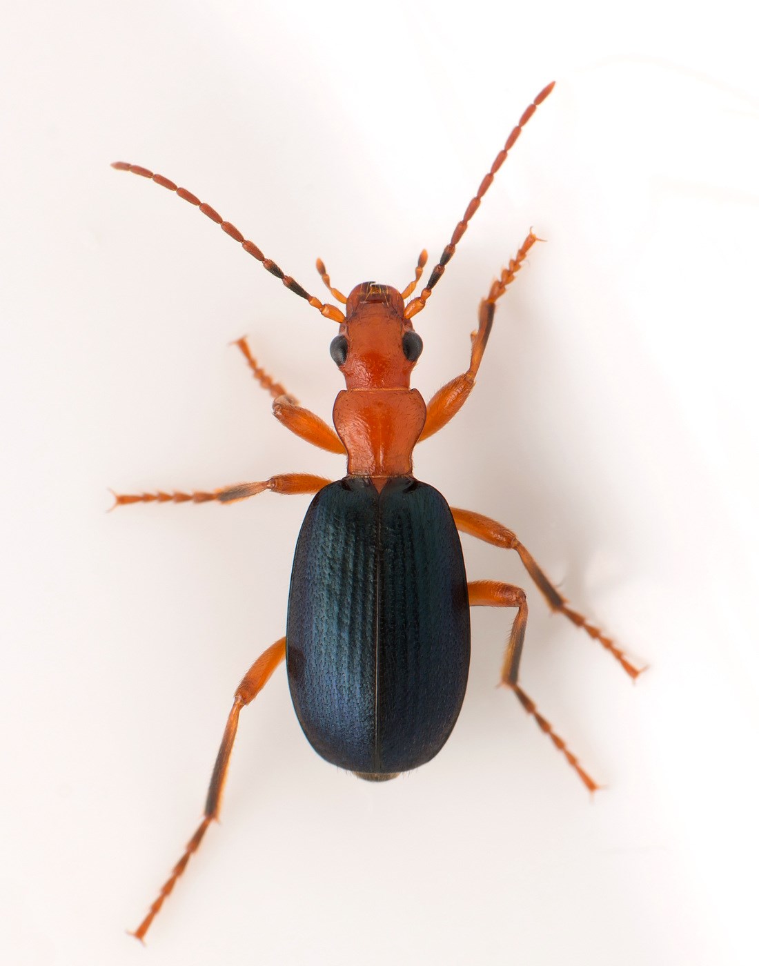 Bombarderbille (Brachinus crepitans)