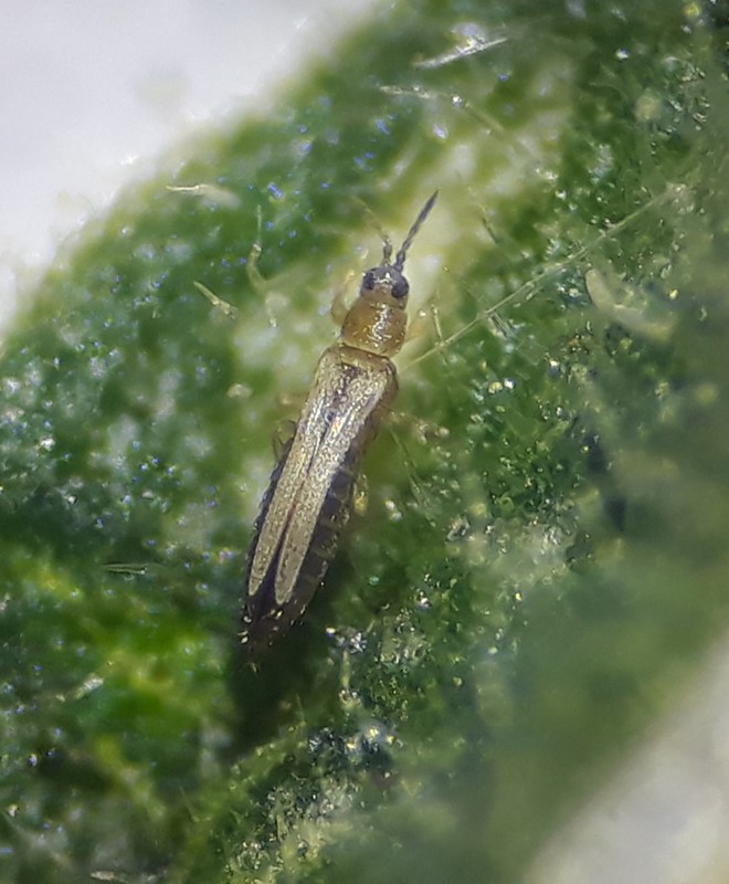 Frankliniella tenuicornis (Frankliniella tenuicornis)