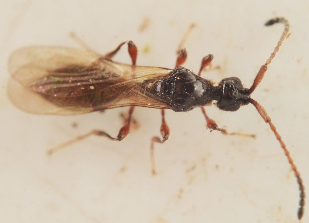 Paramesius westwoodi (Paramesius westwoodi)