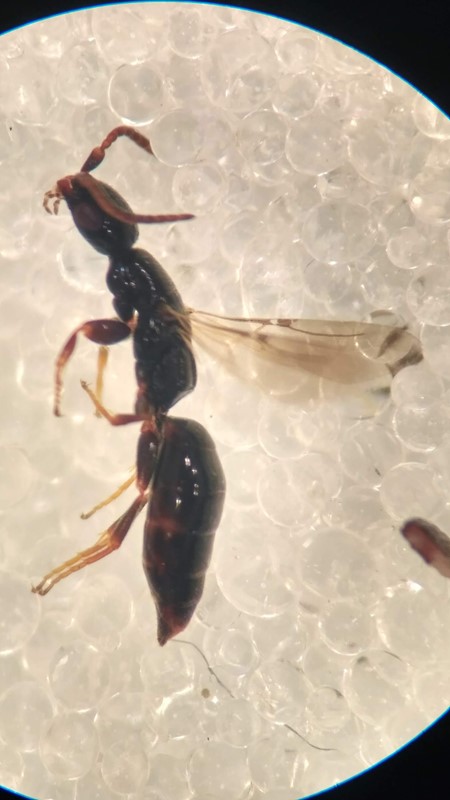 Isobrachium nigricorne (Isobrachium nigricorne)