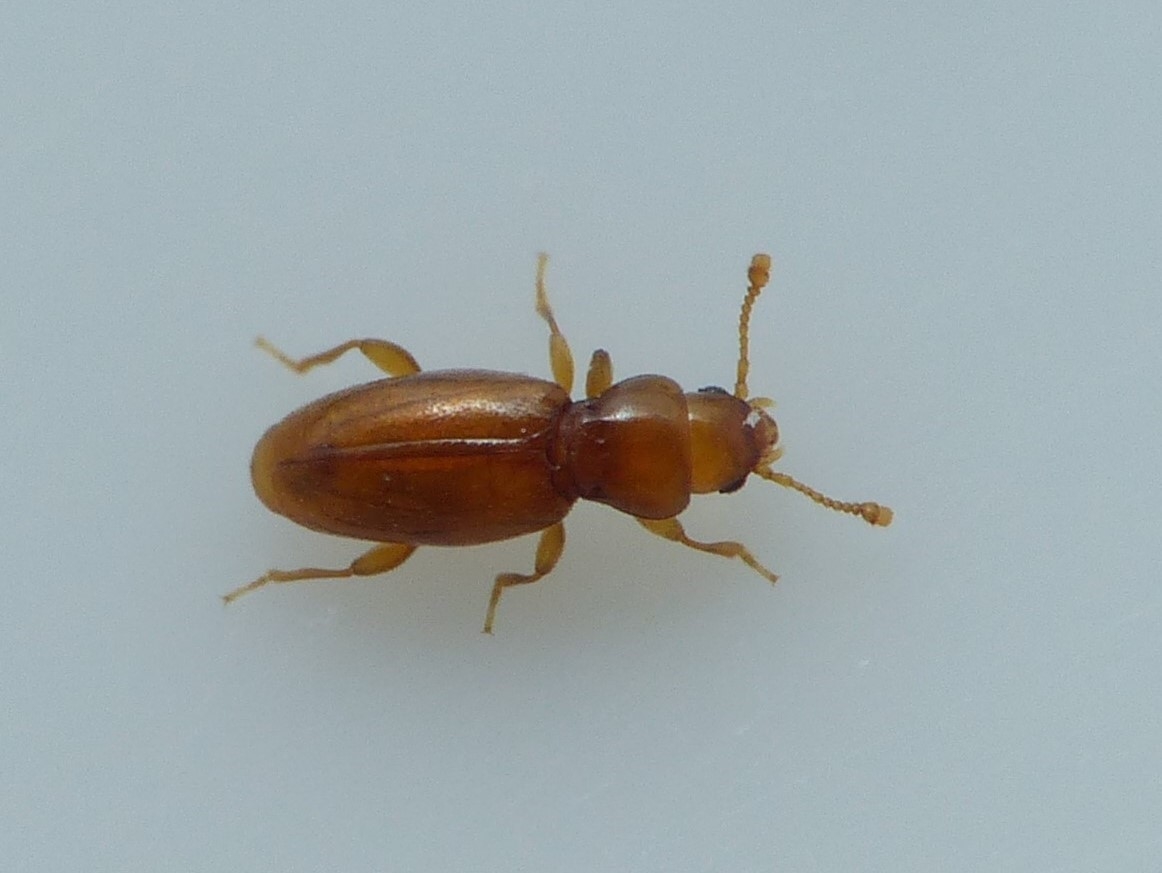 Holoparamecus caularum (Holoparamecus caularum)