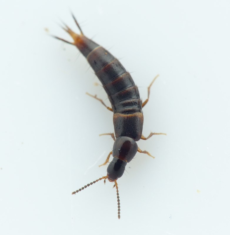 Heterothops dissimilis (Heterothops dissimilis)