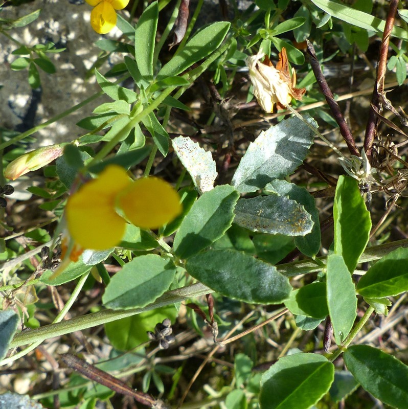 Erysiphe pisi var. pisi (Erysiphe pisi var. pisi)