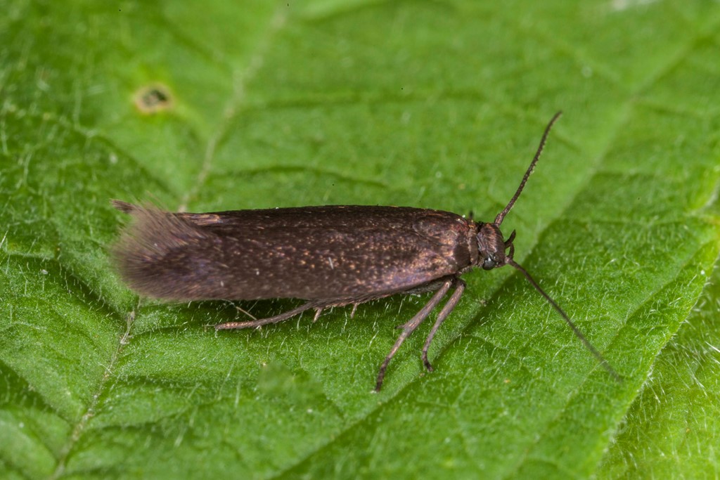 Scythris laminella (Scythris laminella)