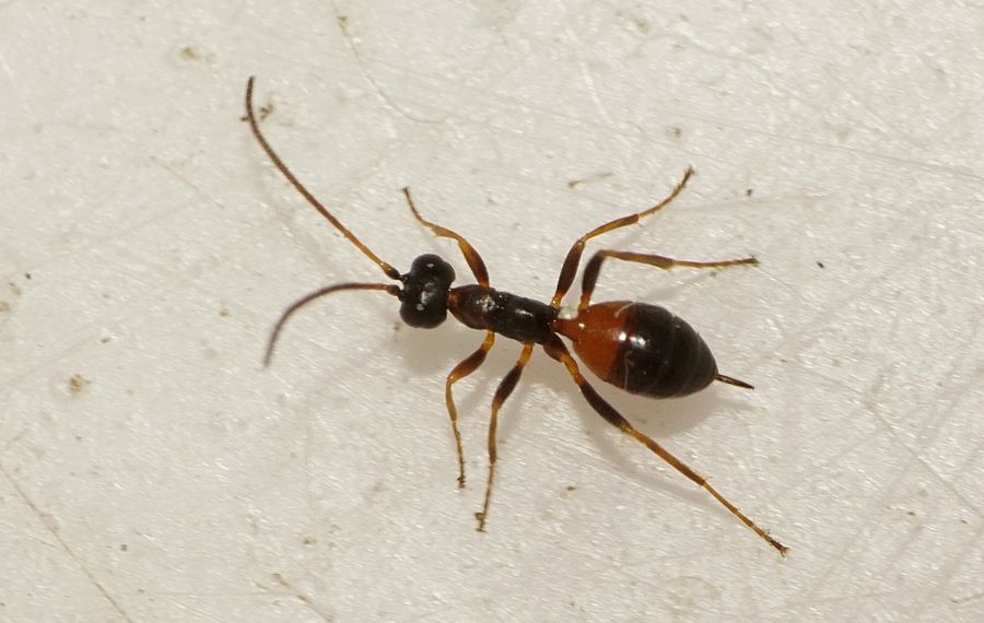 Gelis discedens (Gelis discedens)