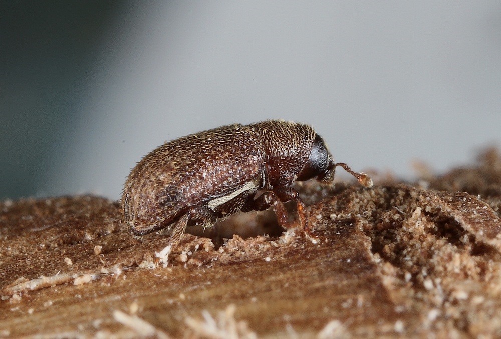 Hylastinus obscurus (Hylastinus obscurus)