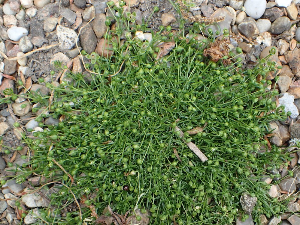 Sagina procumbens x subulata (Sagina procumbens x subulata)