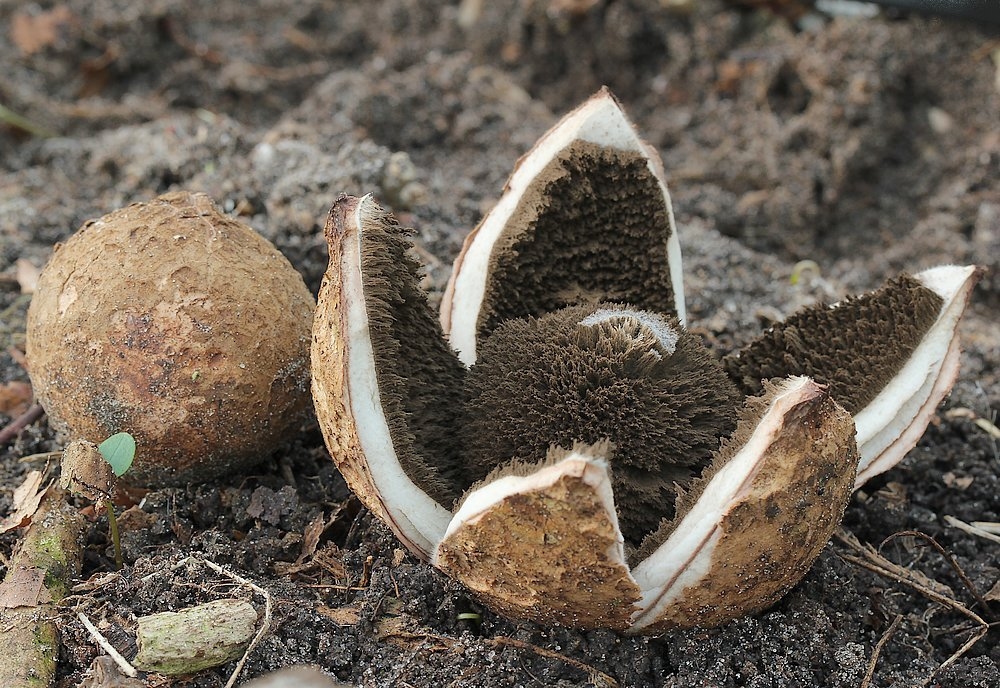 Håret Stjernebold (Geastrum melanocephalum)