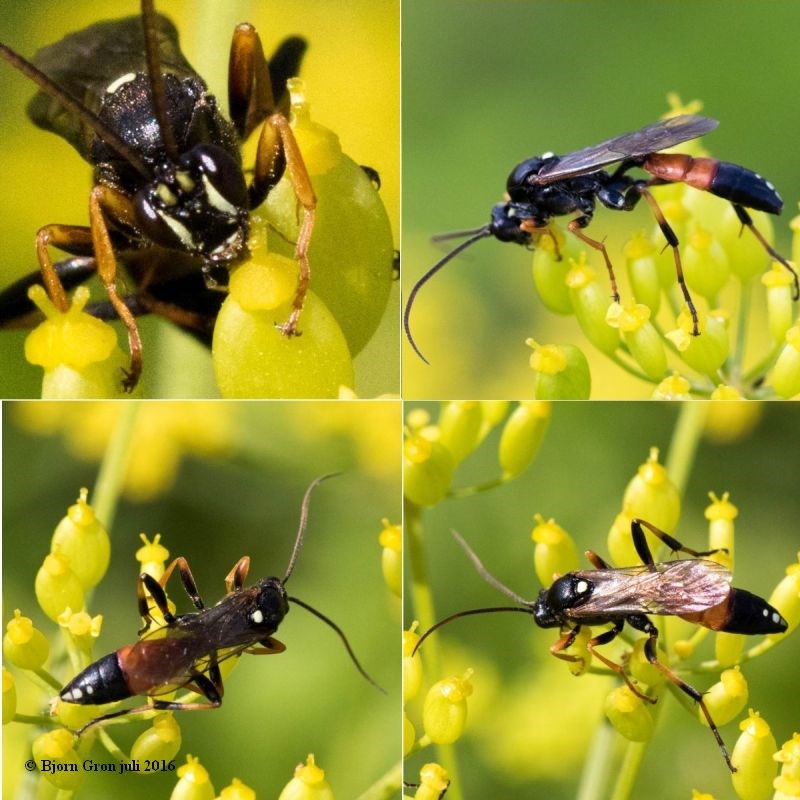 Diphyus septemguttatus (Diphyus septemguttatus)