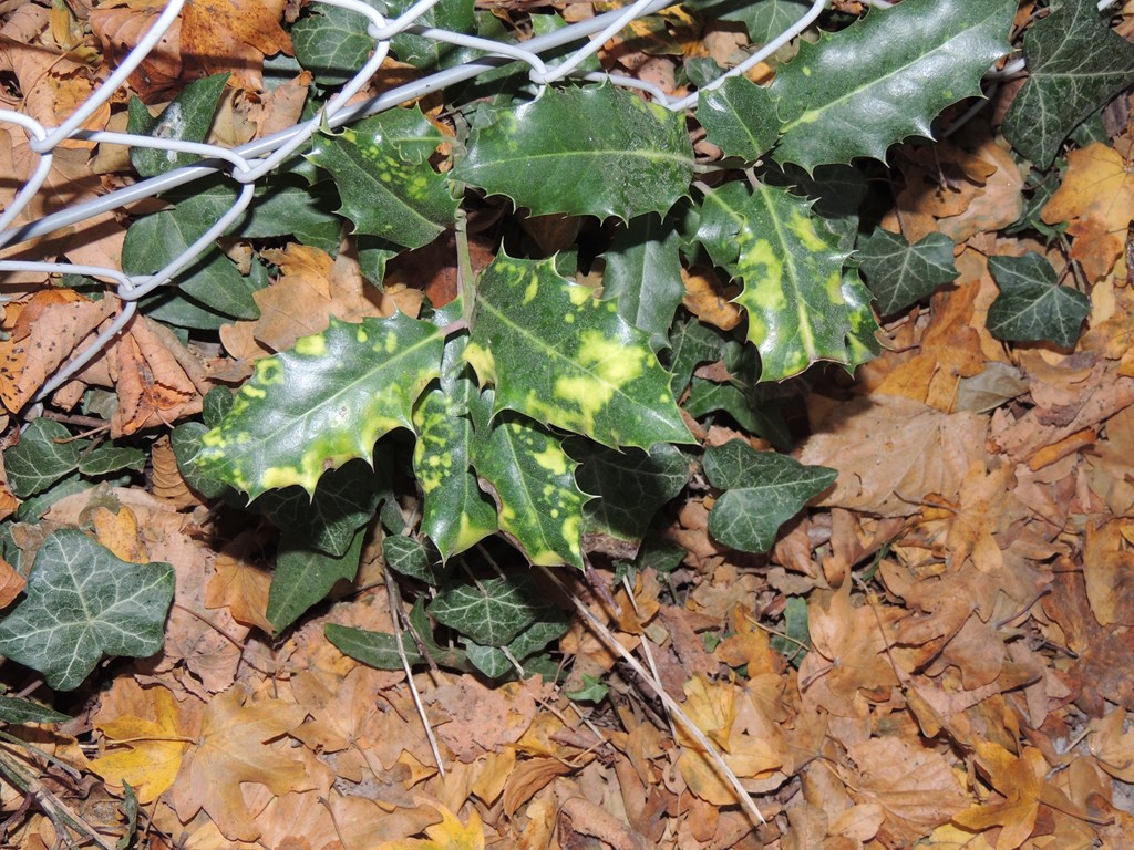Kristtorn (Ilex aquifolium)