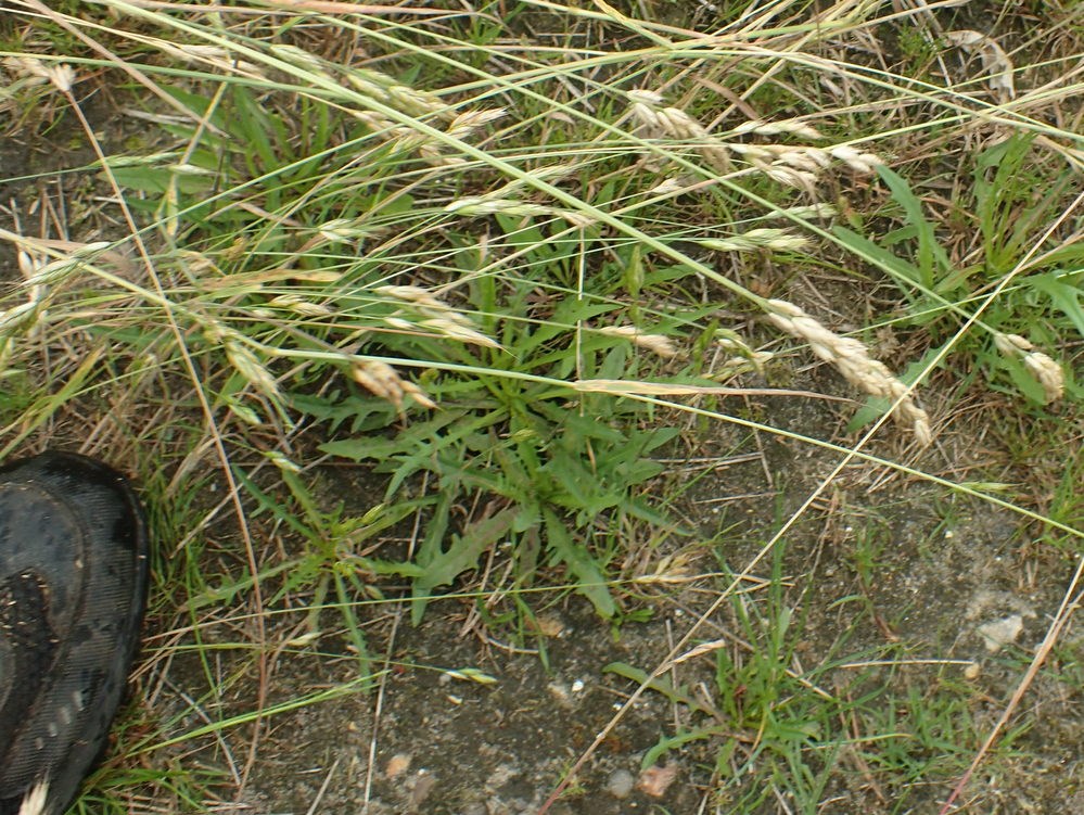 Bromus hordeaceus x racemosus (Bromus hordeaceus x racemosus)