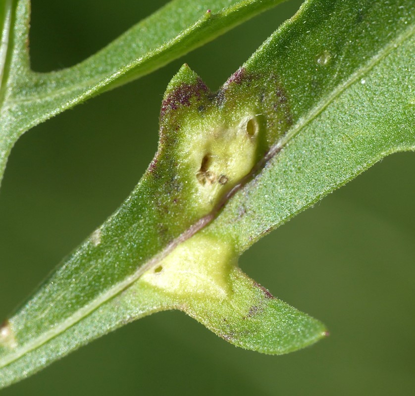 Loewiola centaureae (Loewiola centaureae)