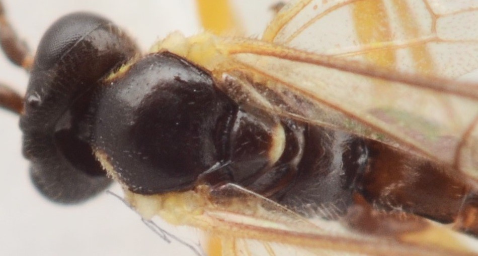 Woldstedtius biguttatus (Woldstedtius biguttatus)