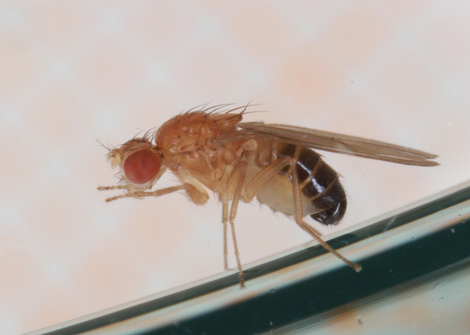 Lordiphosa andalusiaca (Lordiphosa andalusiaca)
