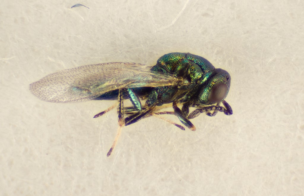 Systasis encyrtoides (Systasis encyrtoides)