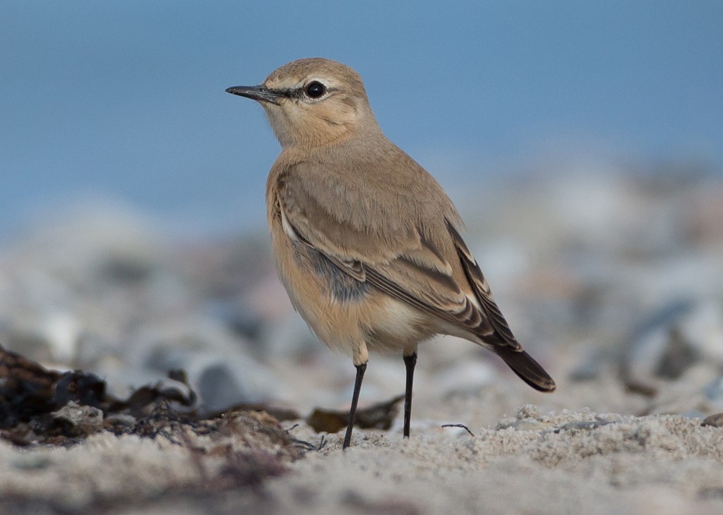Isabellastenpikker (Oenanthe isabellina)