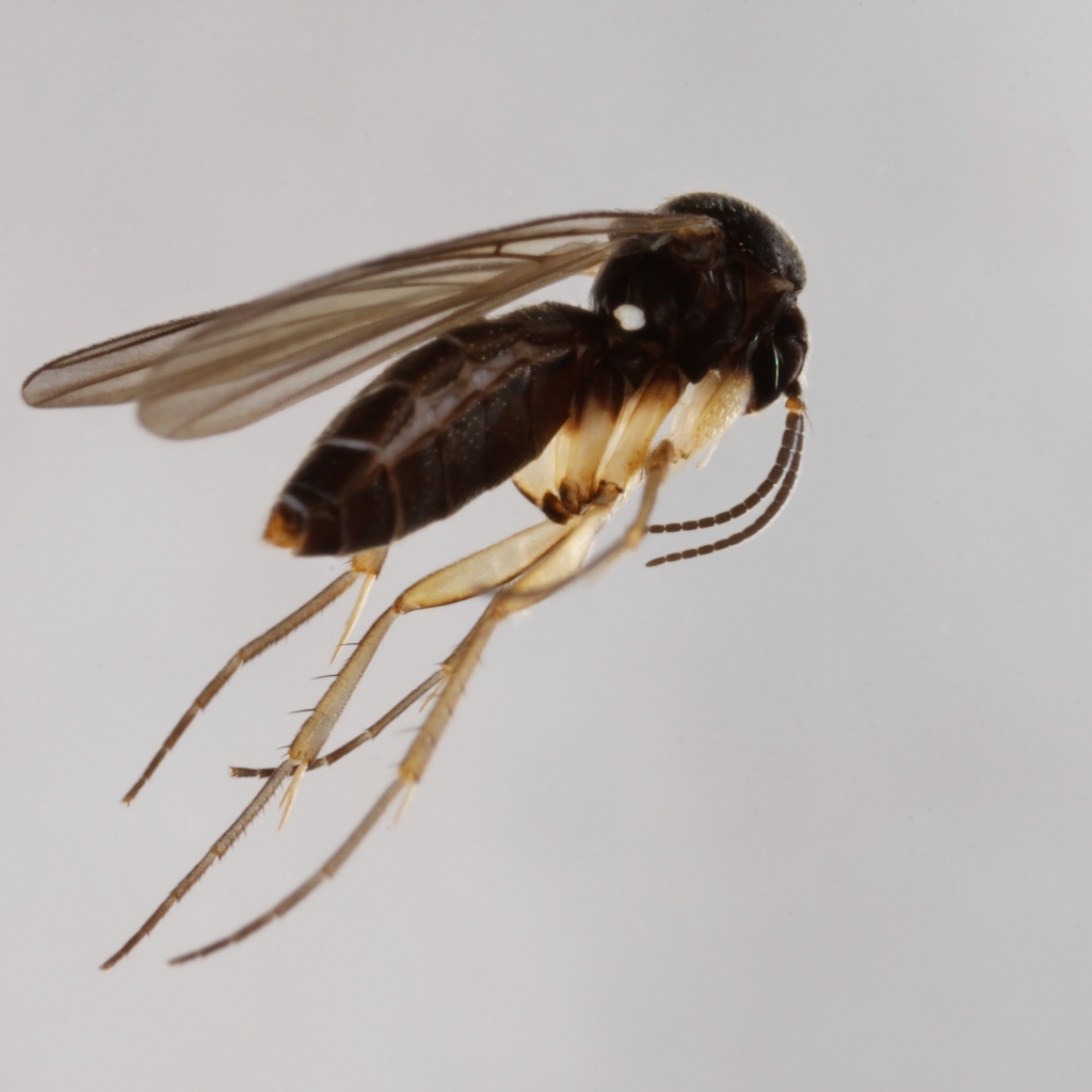 Docosia expectata (Docosia expectata)