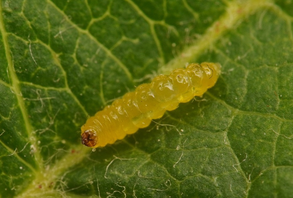 Storskællet Æbledværgmøl (Bohemannia pulverosella)