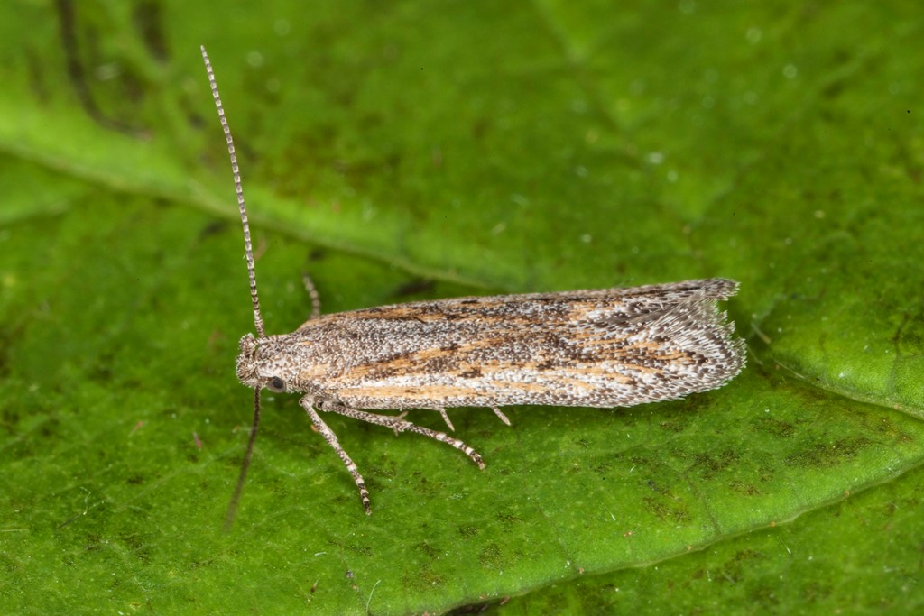 Scrobipalpula psilella (Scrobipalpula psilella)