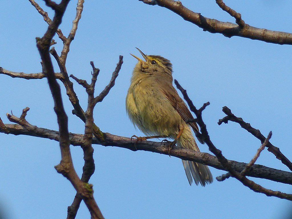 Sinkiangløvsanger (Phylloscopus griseolus)