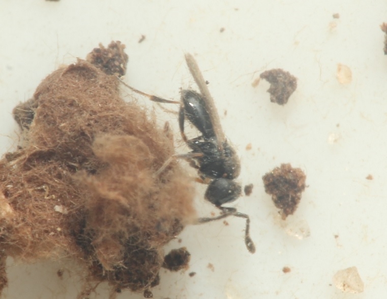 Trimorus angustulus (Trimorus angustulus)