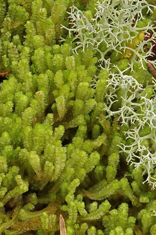 Kortfliget Flerfligmos (Lophozia floerkei)