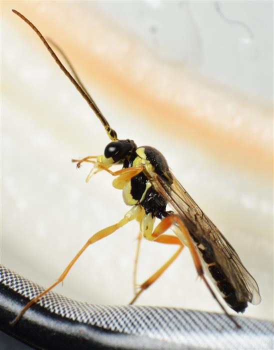 Syrphoctonus fissorius (Syrphoctonus fissorius)