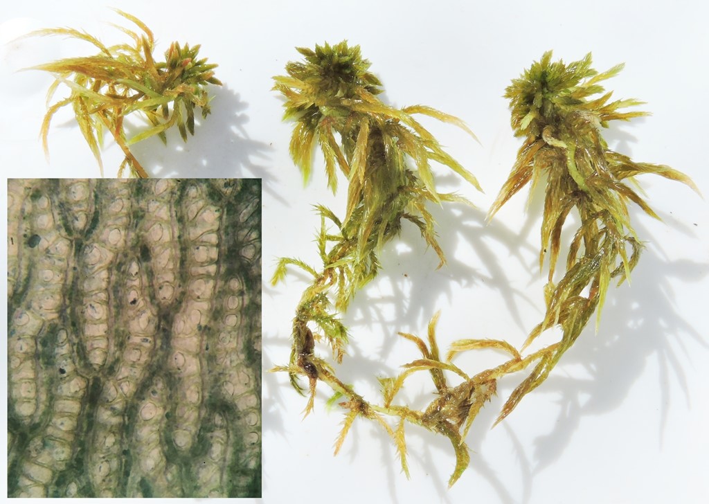 Svømmende Tørvemos (Sphagnum majus)