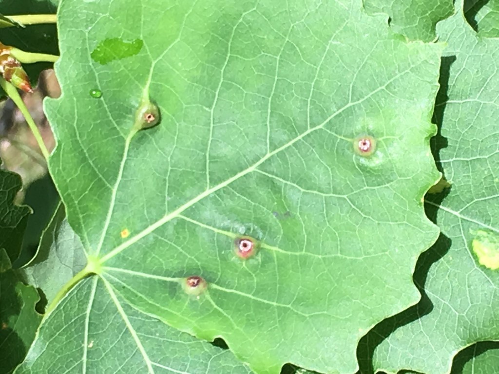 Lasioptera populnea (Lasioptera populnea)