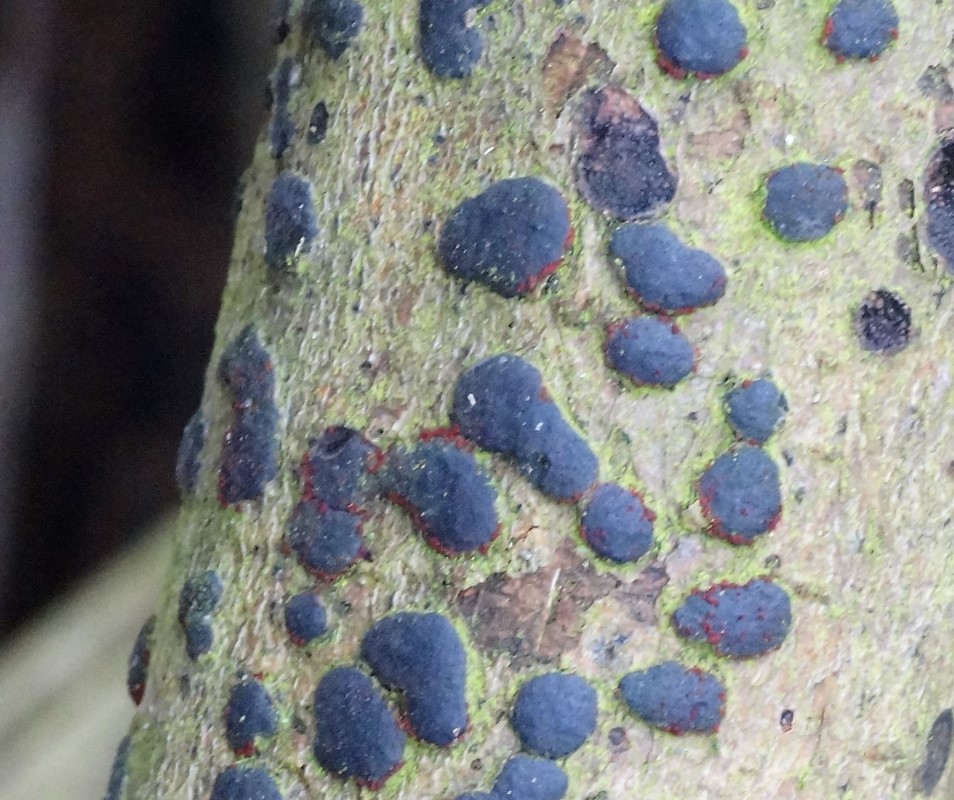 Cosmospora magnusiana (Cosmospora magnusiana)