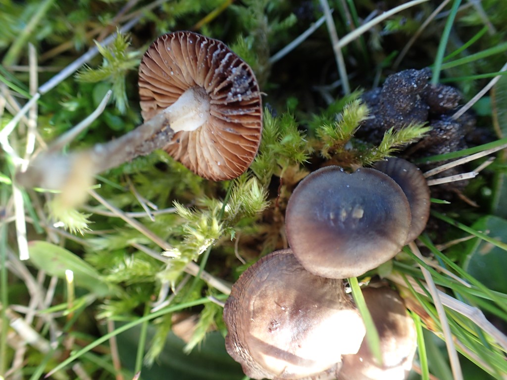 Glatsporet Dughat (Mycenella salicina)