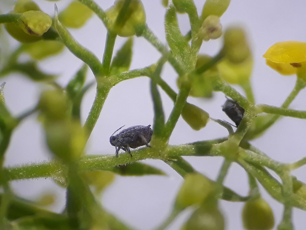 Staegeriella necopinata (Staegeriella necopinata)