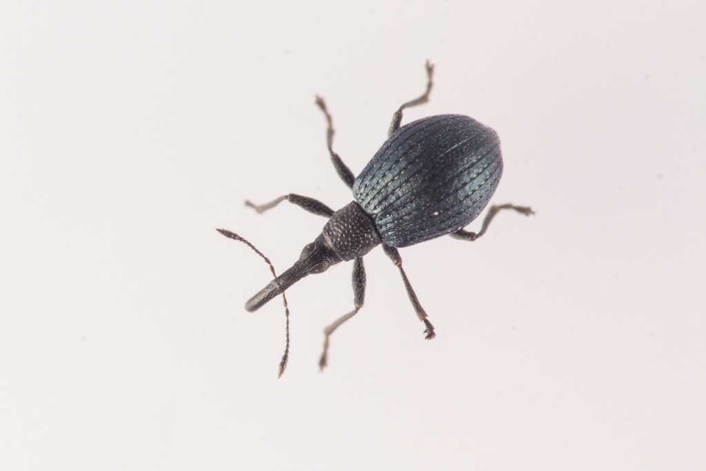 Apion aethiops