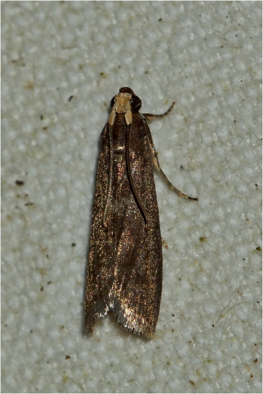 Lindehalvmøl (Salebriopsis albicilla)