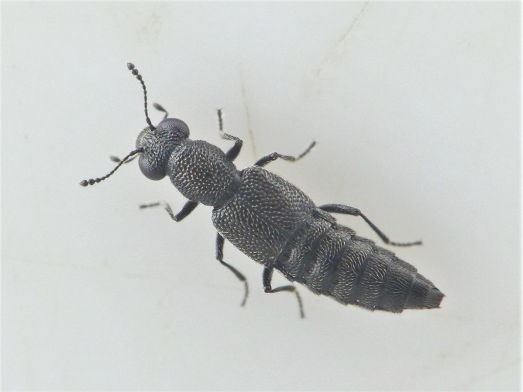 Stenus melanarius (Stenus melanarius)