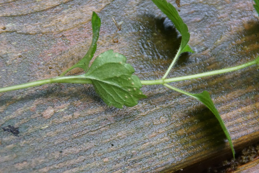Puccinia veronicae (Puccinia veronicae)