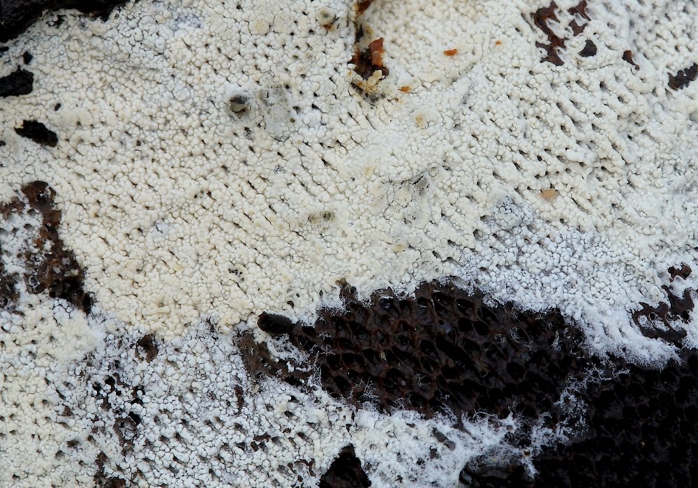 Bønnesporet kroneskorpe (Sistotrema brinkmannii)