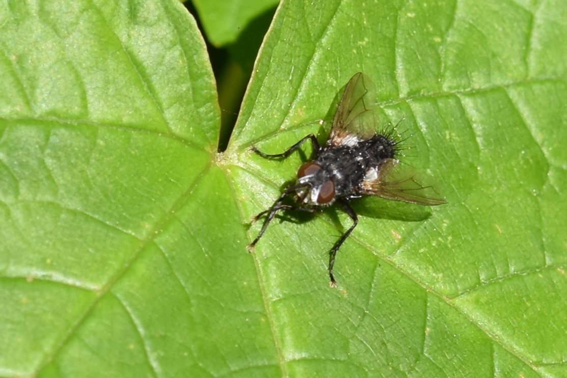 Admontia grandicornis (Admontia grandicornis)