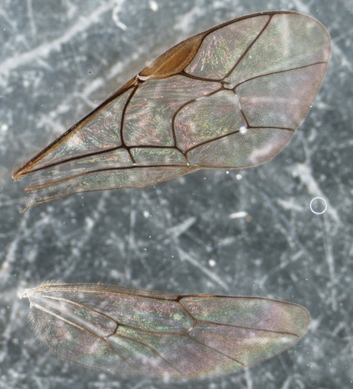 Perilissus albitarsis (Perilissus albitarsis)