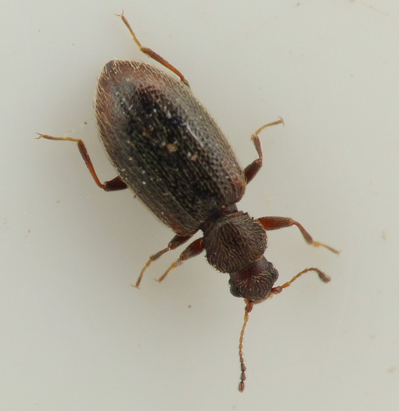 Corticaria punctulata (Corticaria punctulata)