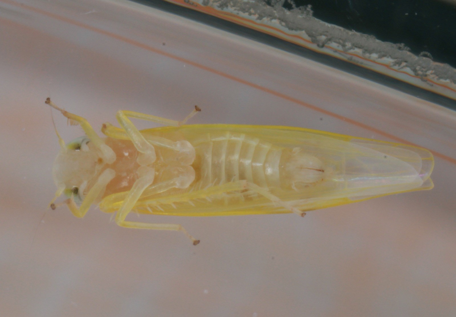 Edwardsiana ulmiphagus (Edwardsiana ulmiphagus)